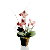 Lady Slippers